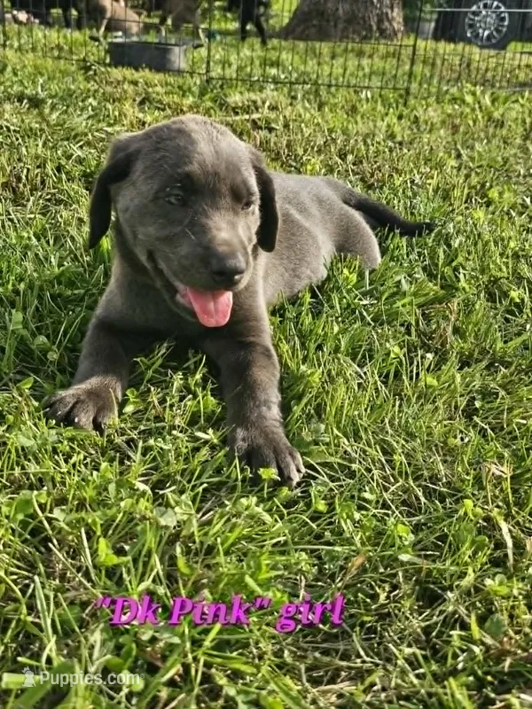 Dark Pink – Labrador Retriever puppy for sale in Manhattan, KS