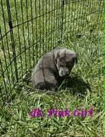 Dark Pink, a female Labrador Retriever for sale in Manhattan, KS – 2 of 4