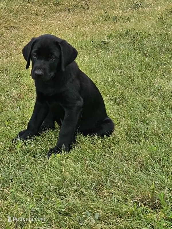 Yellow – Labrador Retriever puppy for sale in Manhattan, KS