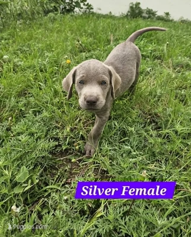Purple – Labrador Retriever puppy for sale in Manhattan, KS