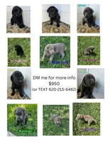 Dark Green, a female Labrador Retriever for sale in Manhattan, KS – 3 of 3