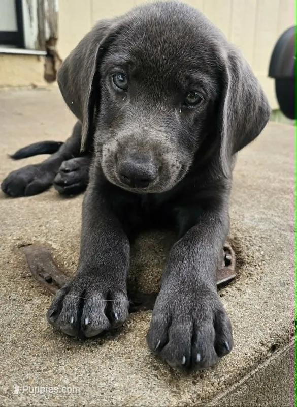 Light Blue – Labrador Retriever puppy for sale in Manhattan, KS