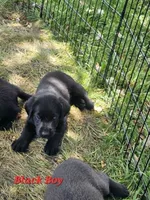 Red, a male Labrador Retriever for sale in Manhattan, KS – 2 of 3