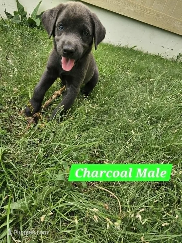 Light Green – Labrador Retriever puppy for sale in Manhattan, KS