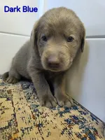 Dark Blue, a female Labrador Retriever for sale in Manhattan, KS – 3 of 4