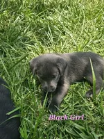 Light Pink, a female Labrador Retriever for sale in Manhattan, KS – 2 of 4