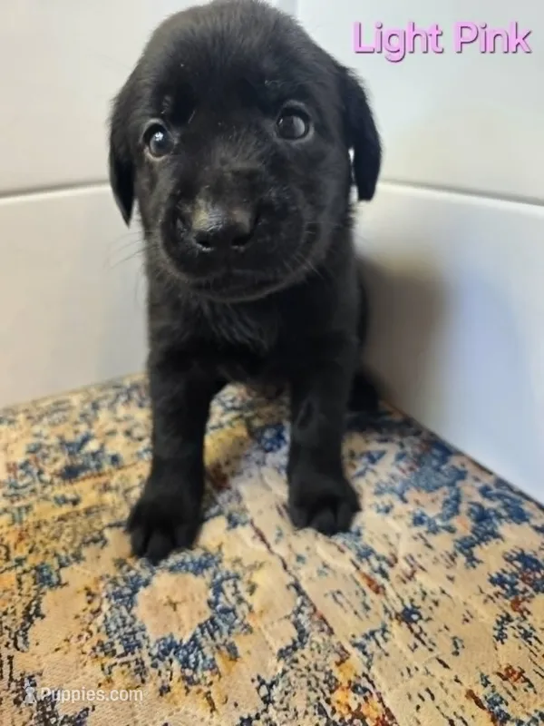Light Pink – Labrador Retriever puppy for sale in Manhattan, KS