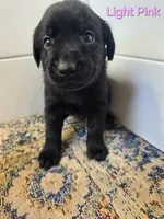 Light Pink, a female Labrador Retriever for sale in Manhattan, KS – 1 of 4