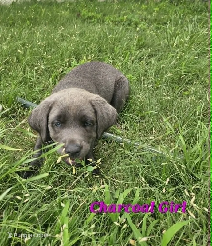 Dark Pink – Labrador Retriever puppy for sale in Manhattan, KS
