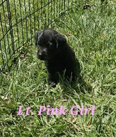 Light Pink, a female Labrador Retriever for sale in Manhattan, KS – 3 of 4
