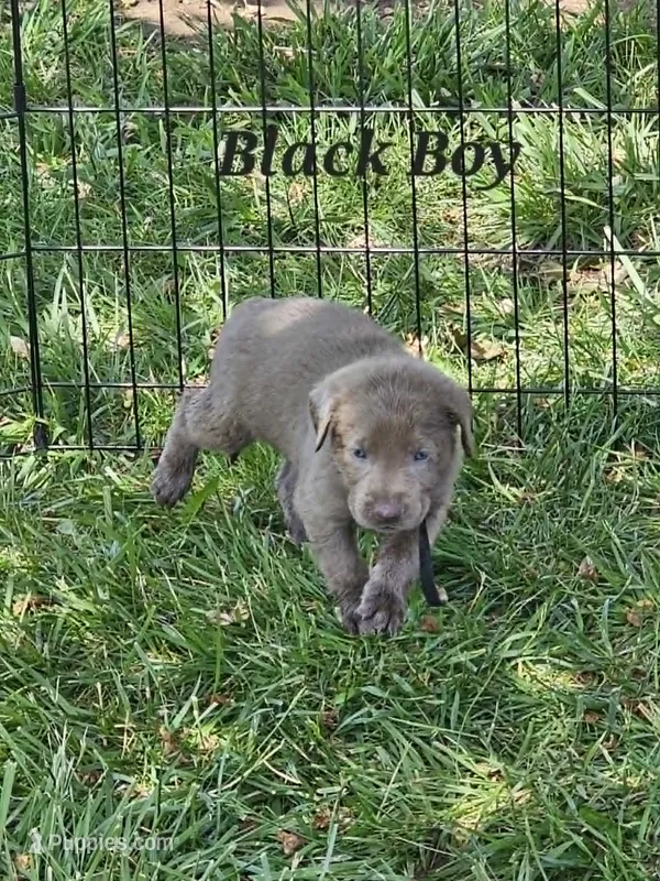 Black – Labrador Retriever puppy for sale in Manhattan, KS