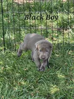 Black, a male Labrador Retriever for sale in Manhattan, KS – 1 of 3