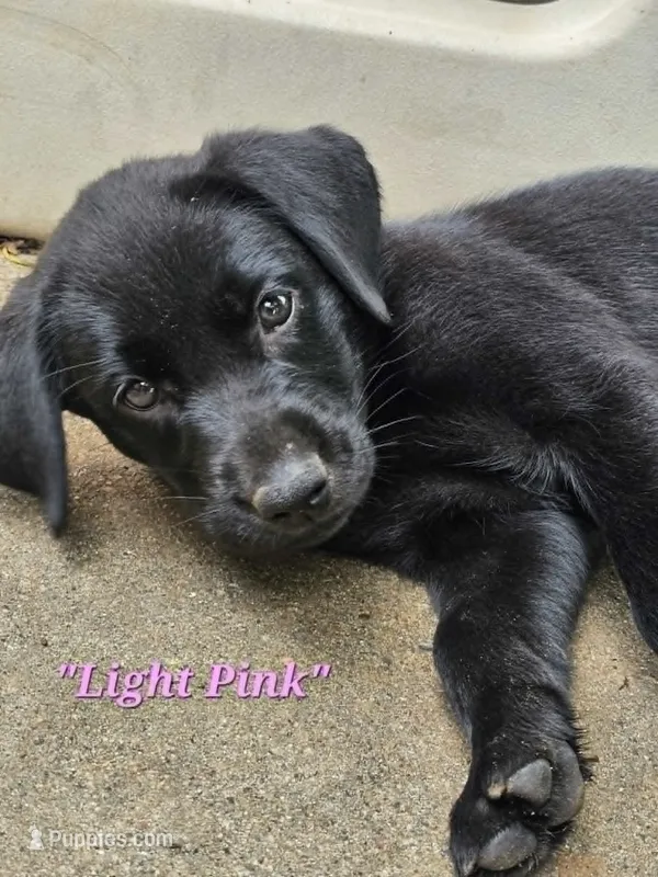 Light Pink – Labrador Retriever puppy for sale in Manhattan, KS