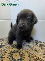 Dark Green, a female Labrador Retriever for sale in Manhattan, KS – 2 of 3