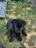 Orange, a male Labrador Retriever for sale in Manhattan, KS – 2 of 3