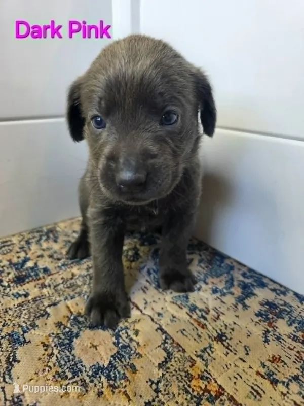 Dark Pink – Labrador Retriever puppy for sale in Manhattan, KS
