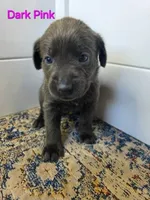 Dark Pink, a female Labrador Retriever for sale in Manhattan, KS – 1 of 4