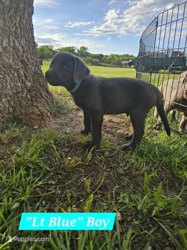 Light Blue – Labrador Retriever puppy for sale in Manhattan, KS