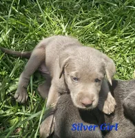 Dark Blue, a female Labrador Retriever for sale in Manhattan, KS – 2 of 4