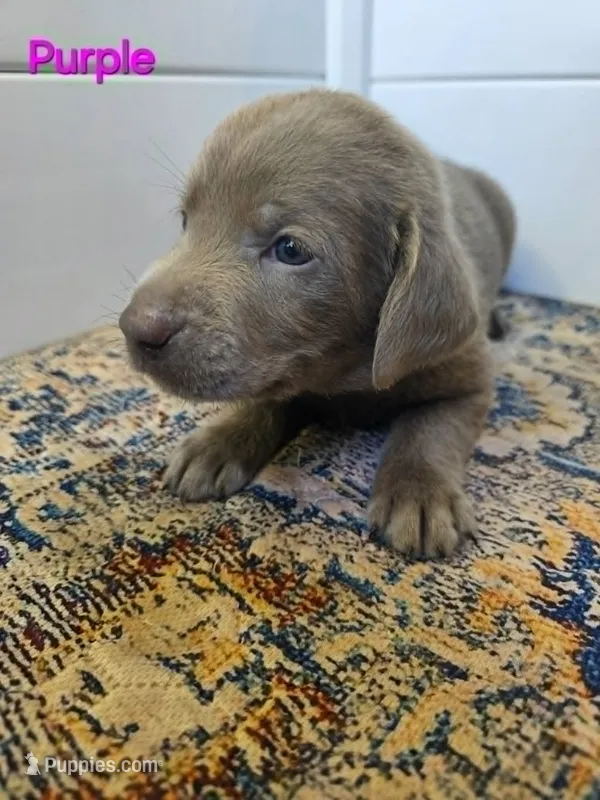 Purple – Labrador Retriever puppy for sale in Manhattan, KS