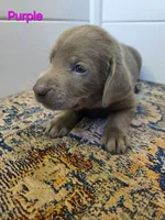 Purple, a female Labrador Retriever for sale in Manhattan, KS – 1 of 3