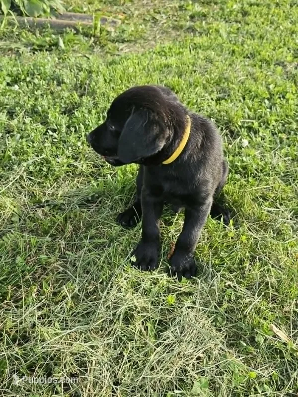 Yellow – Labrador Retriever puppy for sale in Manhattan, KS