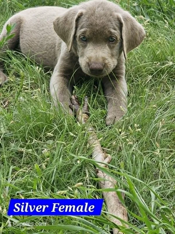 Dark Blue – Labrador Retriever puppy for sale in Manhattan, KS