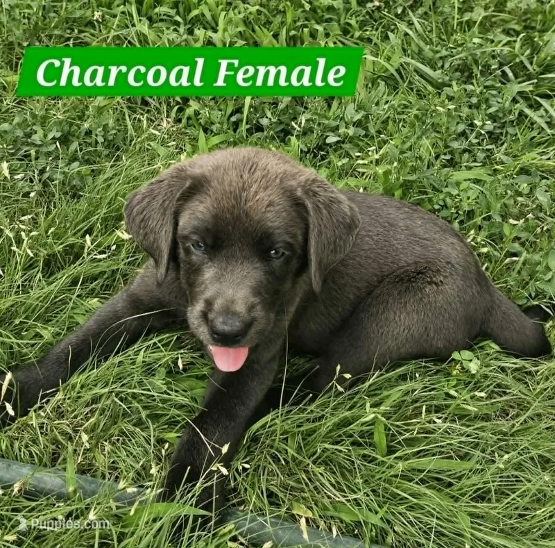 Dark Green – Labrador Retriever puppy for sale in Manhattan, KS