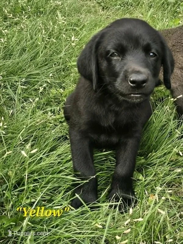 Yellow – Labrador Retriever puppy for sale in Manhattan, KS