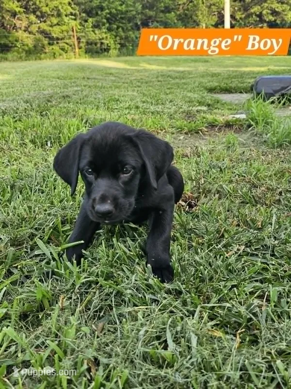 Orange – Labrador Retriever puppy for sale in Manhattan, KS