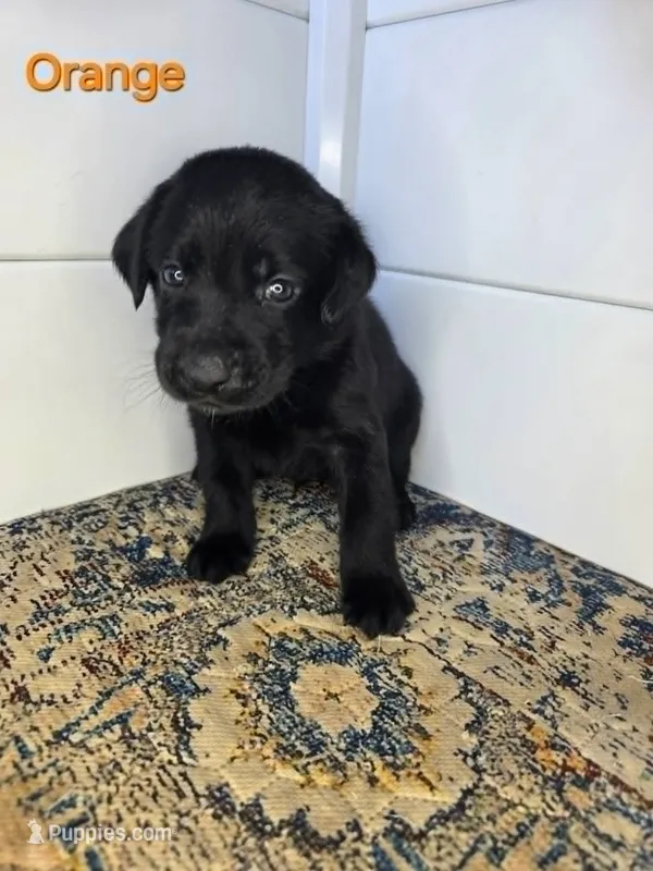 Orange – Labrador Retriever puppy for sale in Manhattan, KS