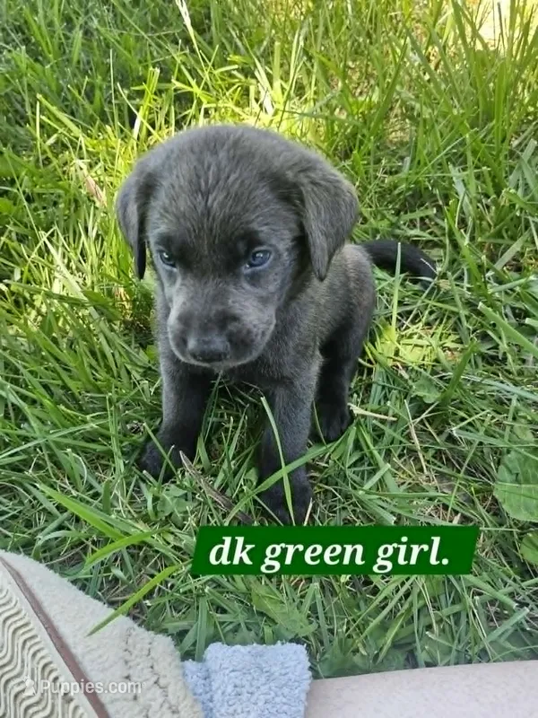 Dark Green – Labrador Retriever puppy for sale in Manhattan, KS