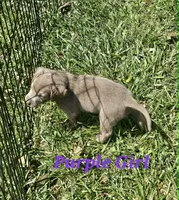 Purple, a female Labrador Retriever for sale in Manhattan, KS – 2 of 3