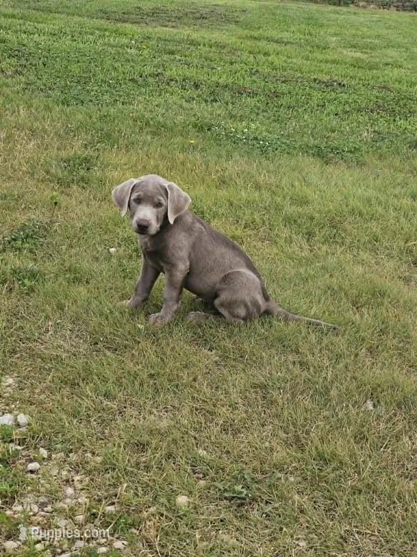 Dark Blue – Labrador Retriever puppy for sale in Manhattan, KS