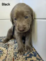 Black, a male Labrador Retriever for sale in Manhattan, KS – 2 of 3