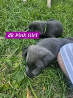 Dark Pink, a female Labrador Retriever for sale in Manhattan, KS – 3 of 4