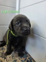 Light Green, a male Labrador Retriever for sale in Manhattan, KS – 2 of 3