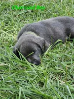 Light Green, a male Labrador Retriever for sale in Manhattan, KS – 1 of 3