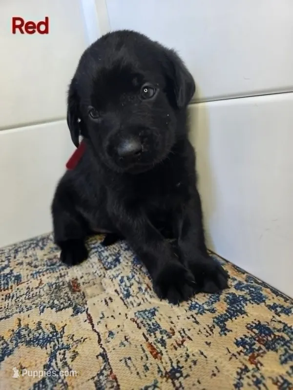 Red – Labrador Retriever puppy for sale in Manhattan, KS