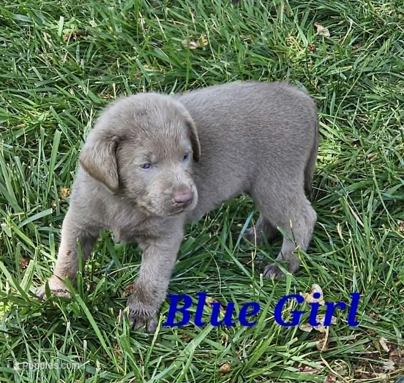 Dark Blue – Labrador Retriever puppy for sale in Manhattan, KS