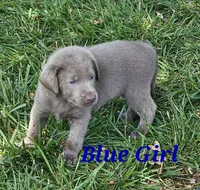Dark Blue, a female Labrador Retriever for sale in Manhattan, KS – 1 of 4