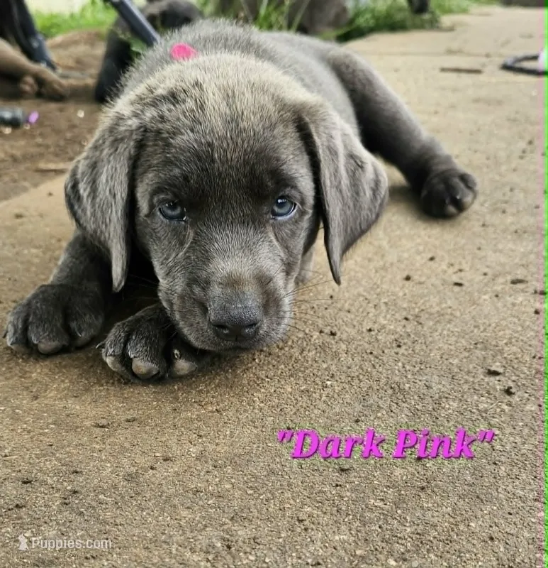 Dark Pink – Labrador Retriever puppy for sale in Manhattan, KS