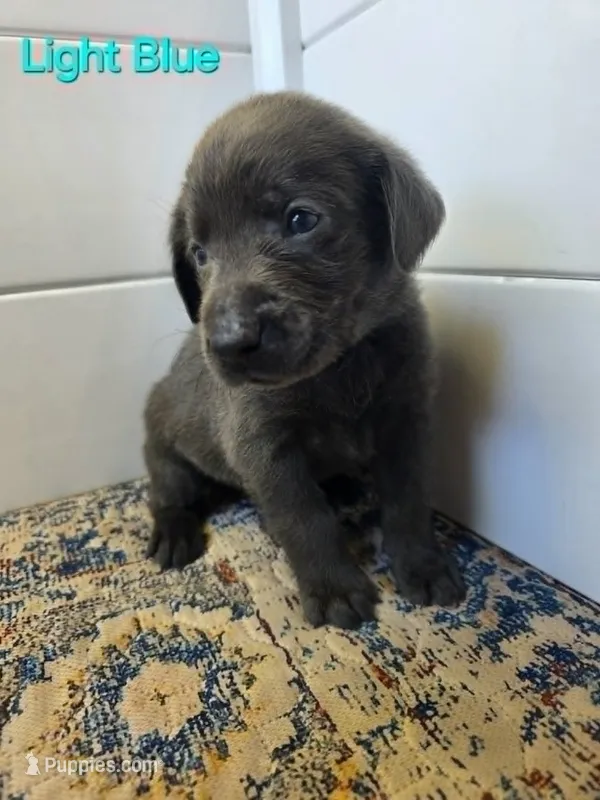 Light Blue – Labrador Retriever puppy for sale in Manhattan, KS