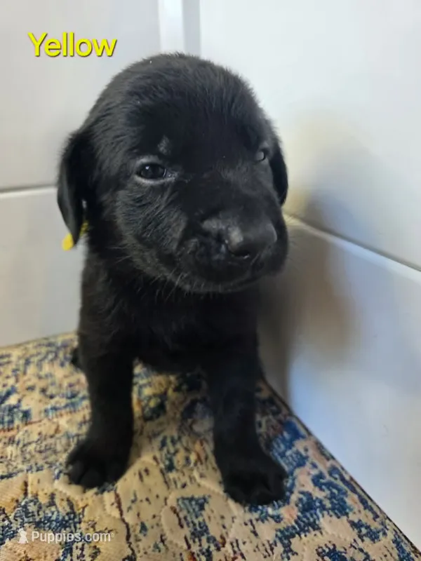 Yellow – Labrador Retriever puppy for sale in Manhattan, KS