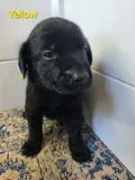Yellow, a male Labrador Retriever for sale in Manhattan, KS – 1 of 2