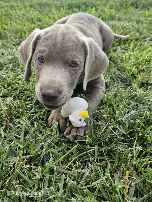 Purple – Labrador Retriever puppy for sale in Manhattan, KS