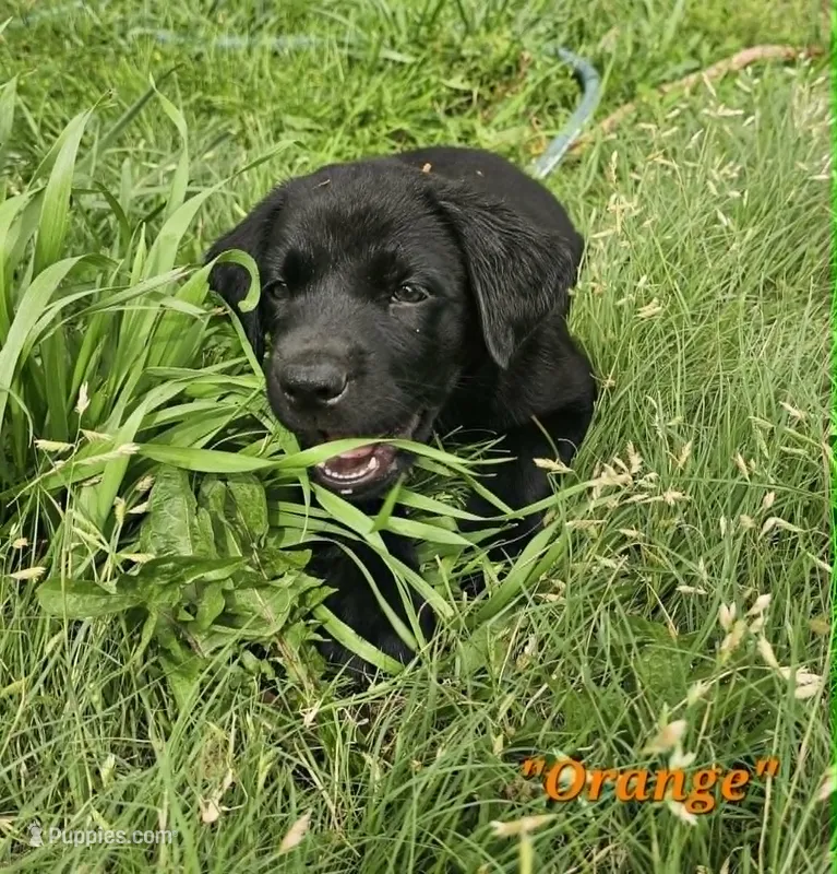 Orange – Labrador Retriever puppy on hold in Manhattan, KS