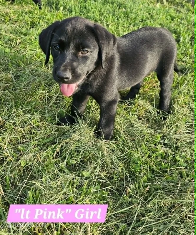 Light Pink – Labrador Retriever puppy for sale in Manhattan, KS