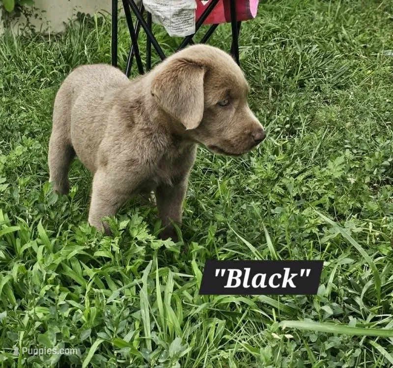 Black – Labrador Retriever puppy for sale in Manhattan, KS