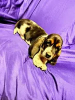 Bella, a female Basset Hound for sale in Salem, WV – Photo 2 of 2